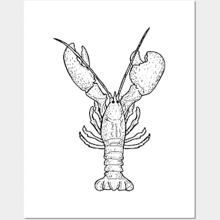 Lobster illustration Posters and Art